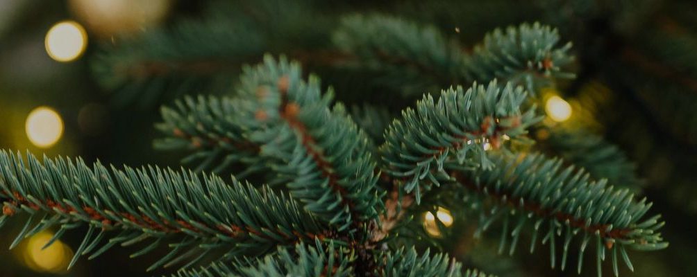 REPORTWISE by Avvale vous souhaites de joyeuses fêtes !